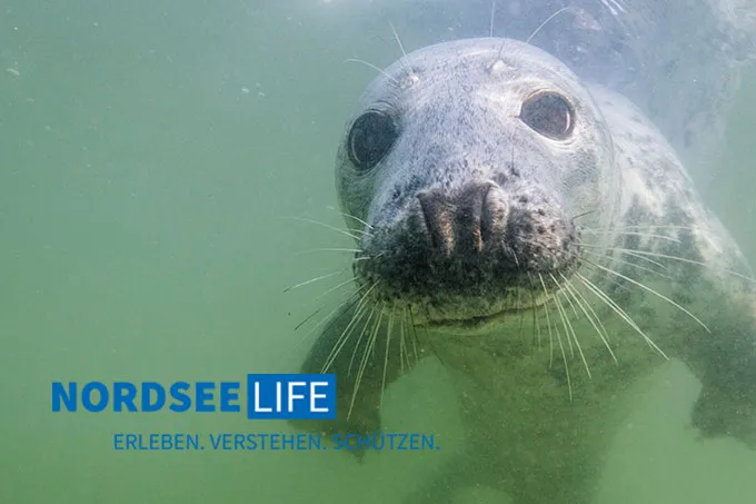 Kegelrobbe vor Helgoland - Foto: imagebroker/Christoph Ruisz