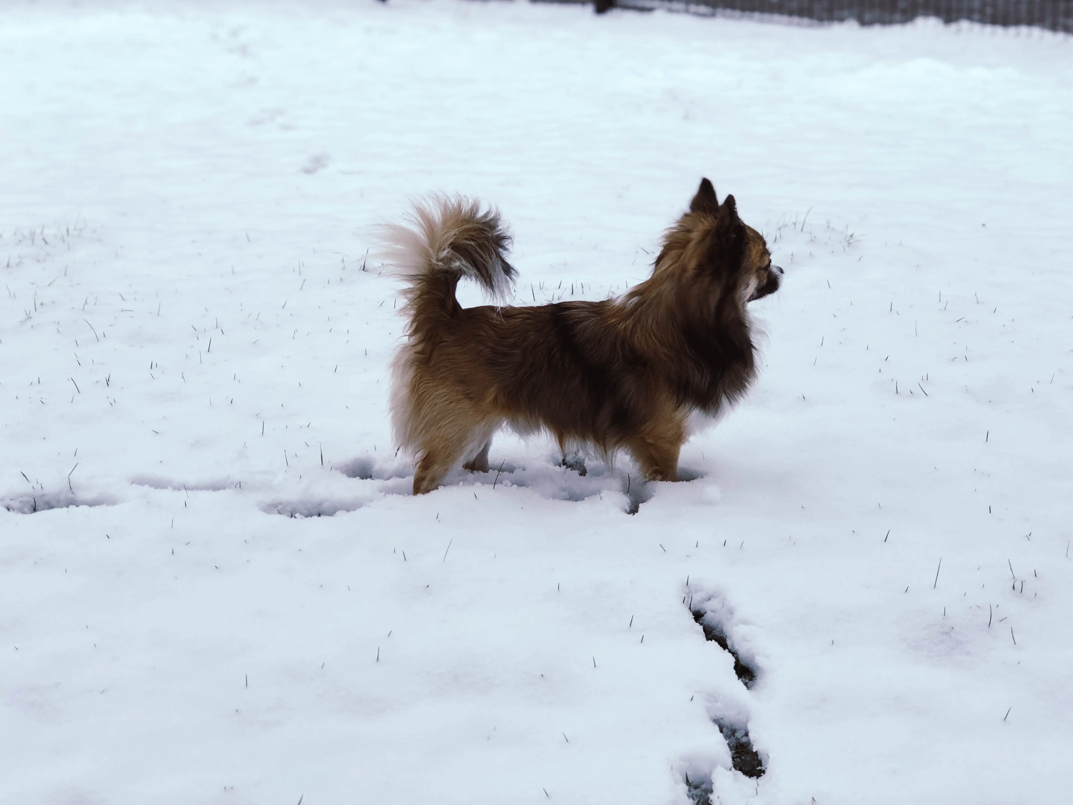 Kind entdeckt Tierspuren im frischen Schnee während einer winterlichen Outdoor-Aktivität