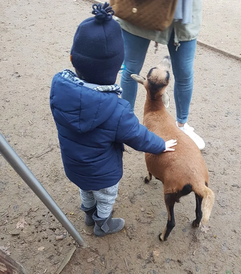 Kind füttert und streichelt Ziegen im Wildpark, ein schönes Outdoor-Erlebnis für Familien