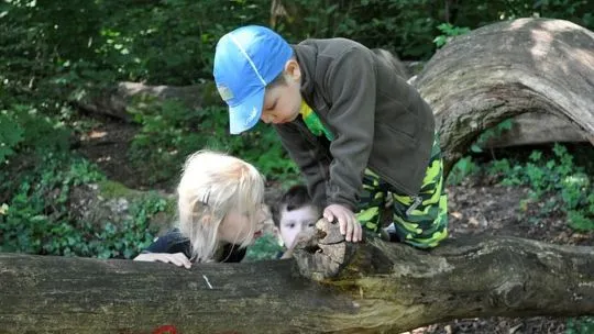 Kinder untersuchen einen Baumstamm