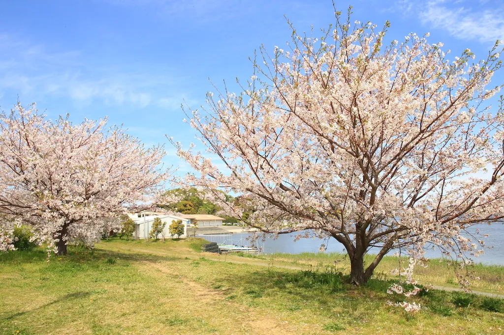 Kirschblüten Hanami am Sanaru See