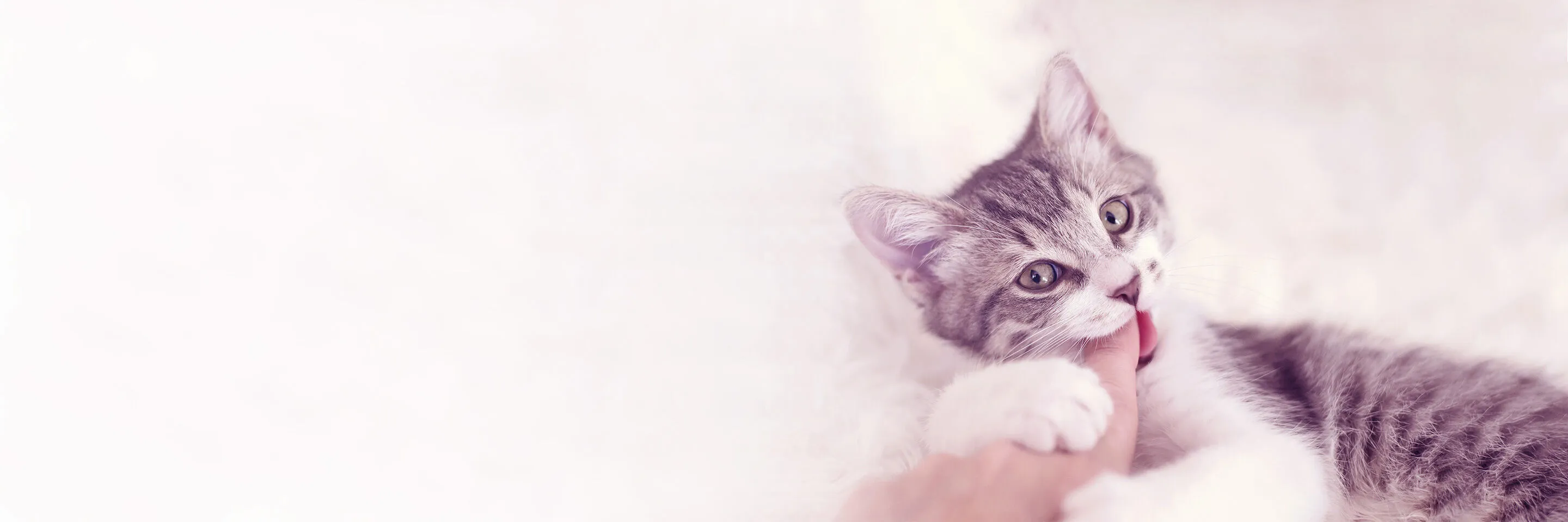 Kitten beißt spielerisch in den Finger eines Menschen – ein wichtiges Thema der Kitten-Erziehung