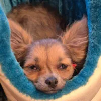 Klein Tommy, ein Notfall Chihuahua, der ein liebevolles Zuhause sucht