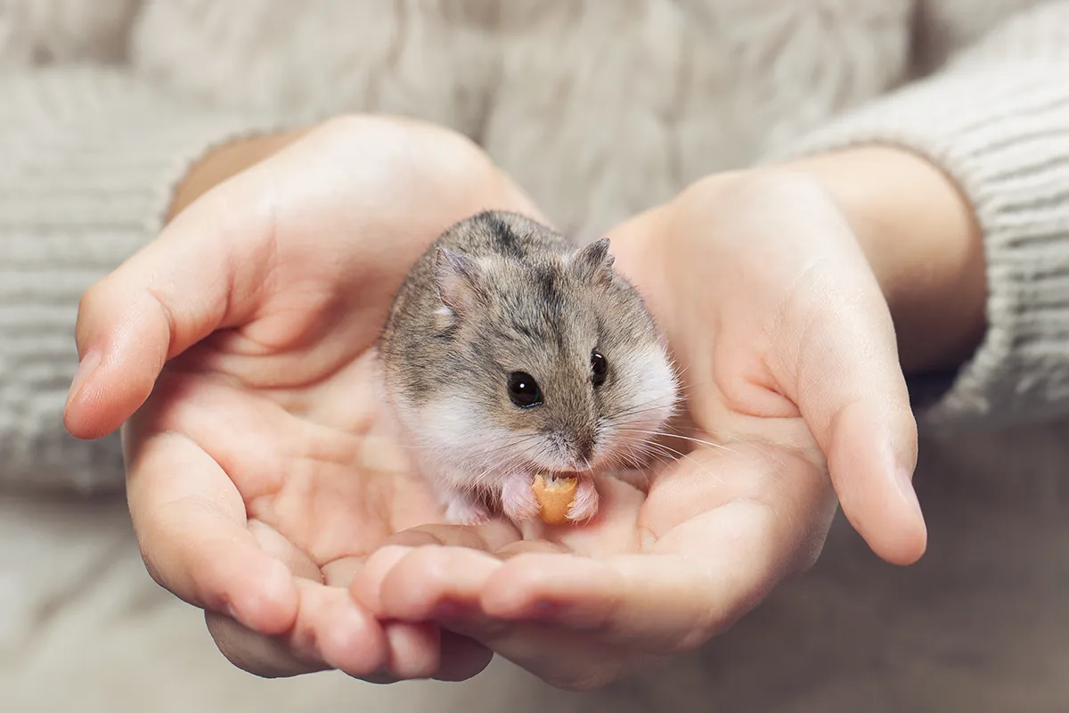 Kleiner Hamster in seiner natürlichen Umgebung, ein Beispiel für ein pflegeleichtes Haustier