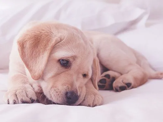 Kleiner Labradorwelpe knabbert an einem Hundespielzeug