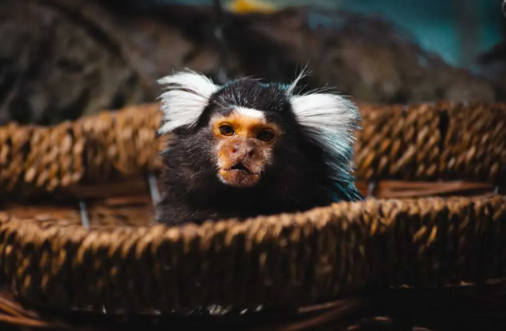 Kleiner Weißbüschelaffe, oft illegal als exotisches Haustier gehandelt