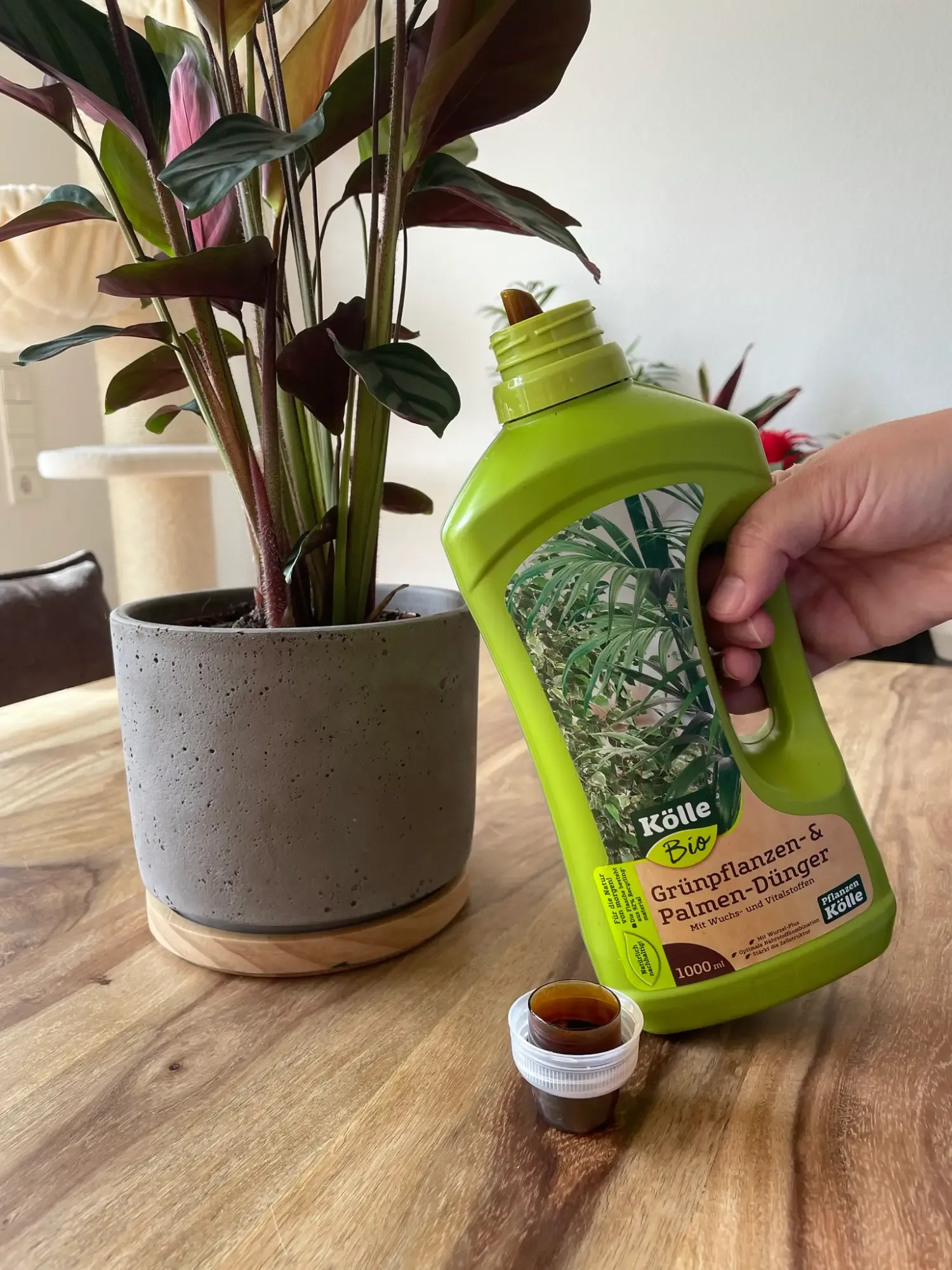 Kölle Bio Grünpflanzen- und Palmendünger neben Zimmerpflanze