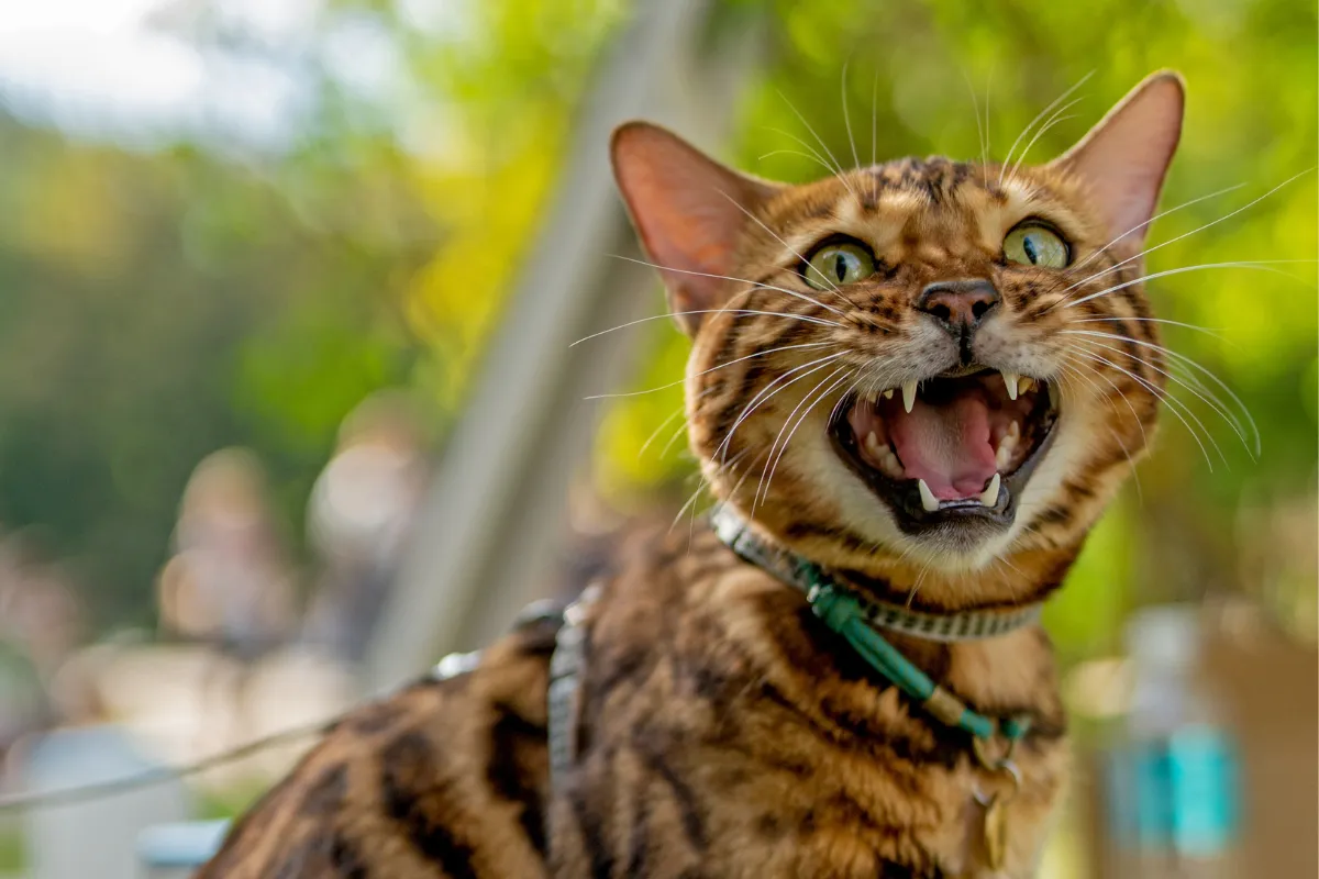 Kommunikative Bengalkatze mit offenem Maul, die ihre Bedürfnisse durch lautes Miauen ausdrückt