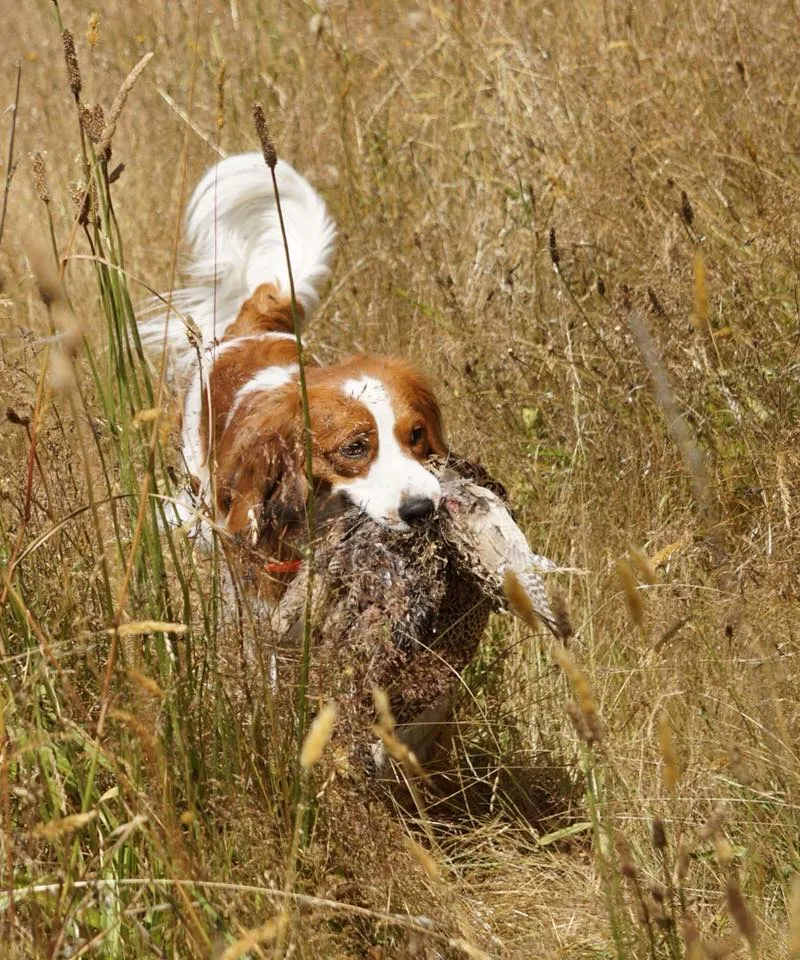 Kooikerhondje auf der Suche nach Federwild im Herbst, typische Jagdhaltung