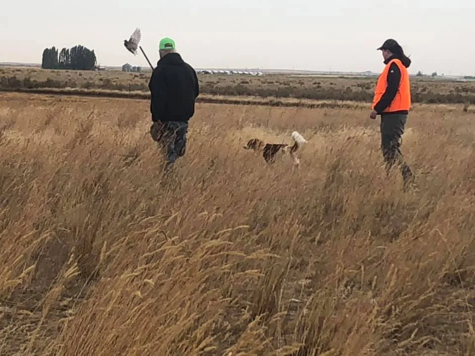 Kooikerhondje Casper beim Aufstöbern einer lebenden Taube mit Trainer und Hundeführerin