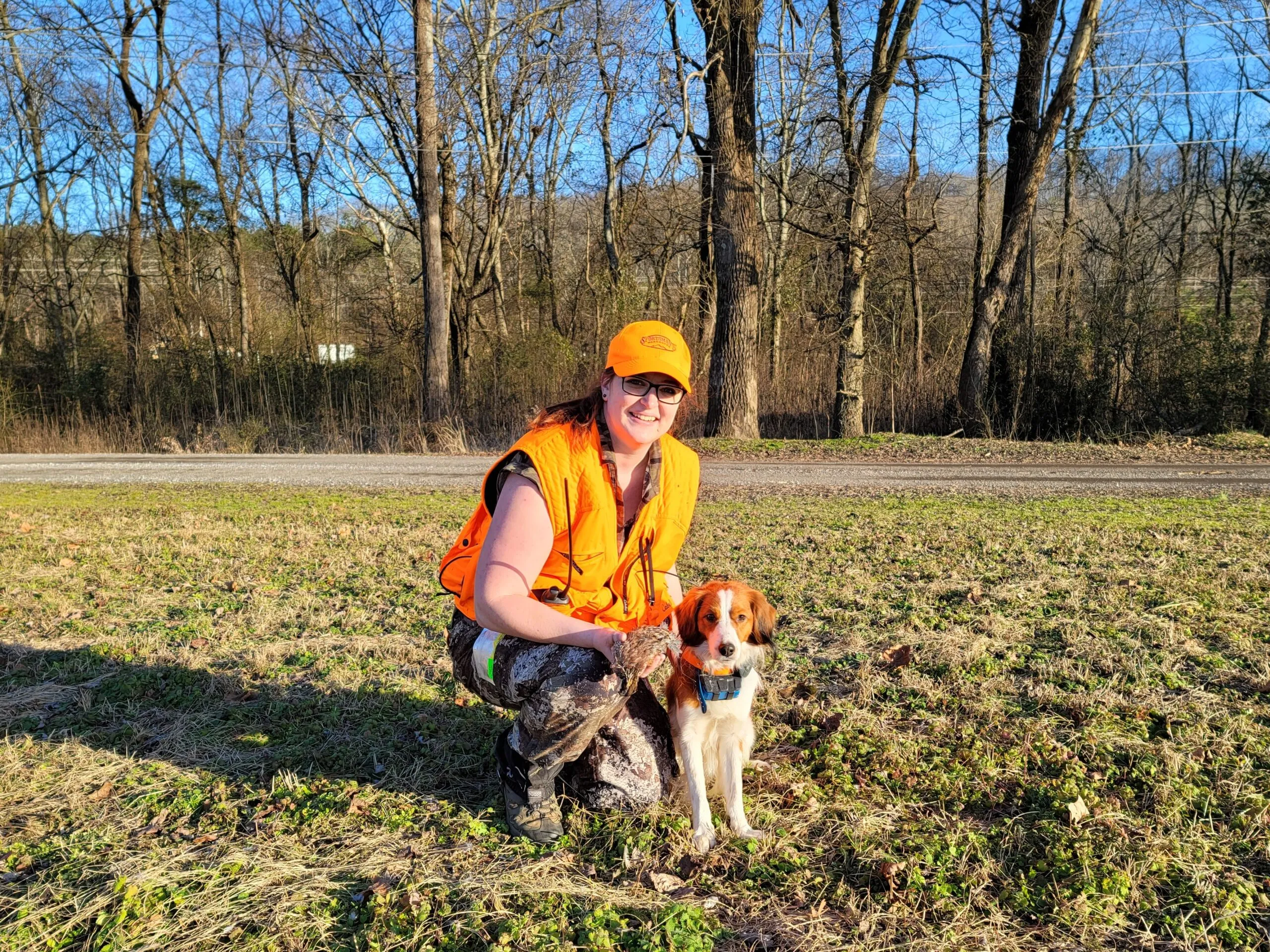 Kooikerhondje Casper beim Aufstöbern von Wachteln auf einem Jagdrevier im Winter