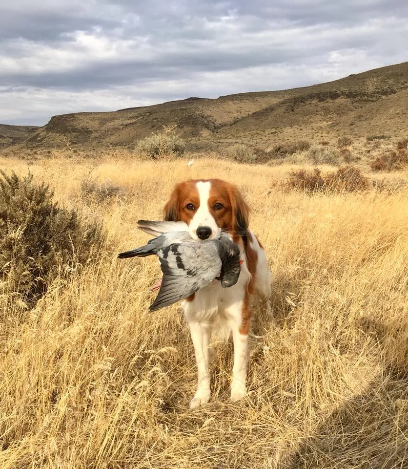 Kooikerhondje Casper mit einem Trainingsvogel bei der Jagdausbildung in den USA