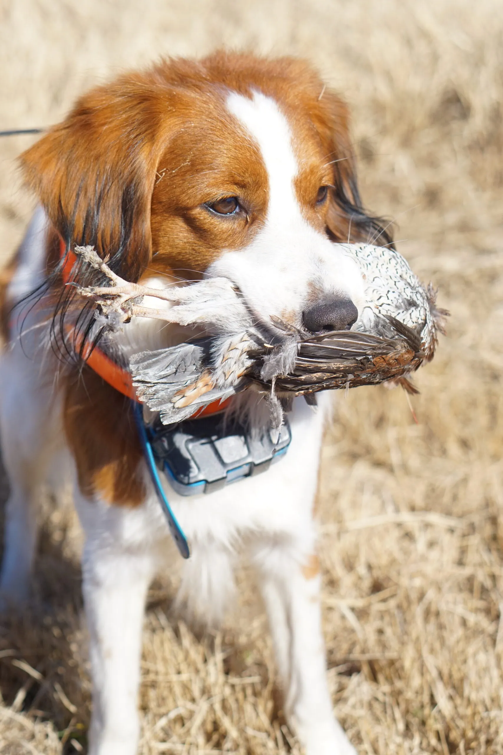 Kooikerhondje Casper nach einem erfolgreichen Jagdeinsatz, Detailansicht des Kopfes