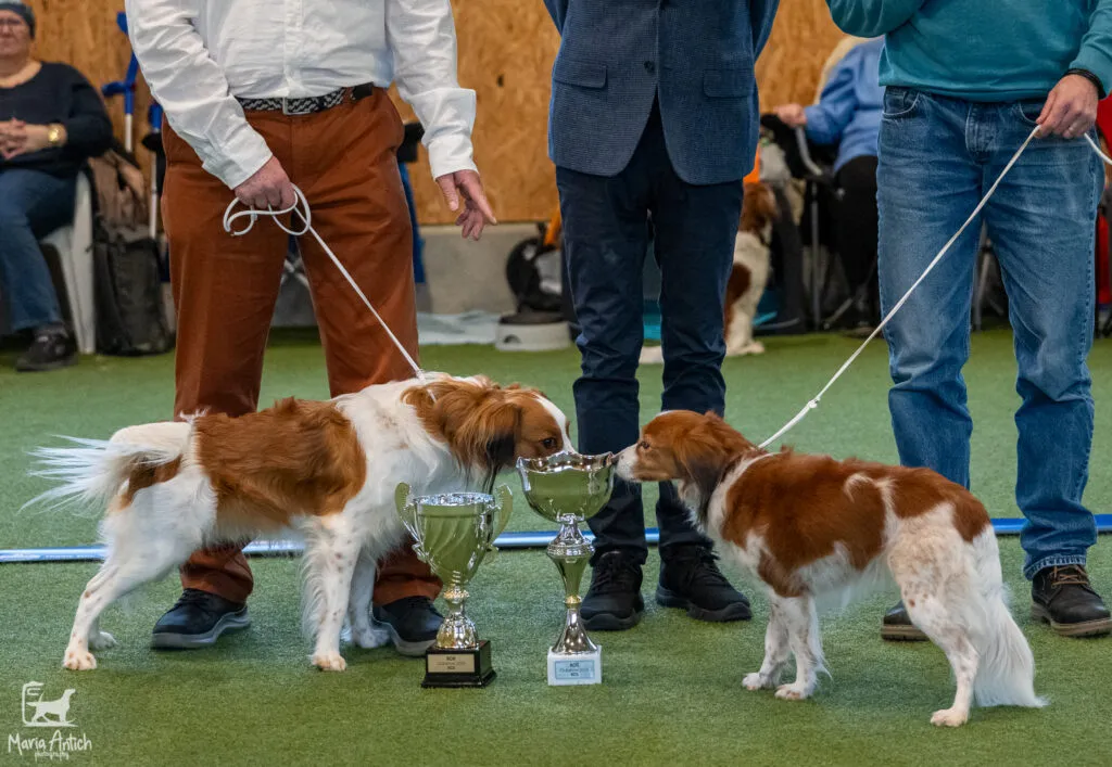 Kooikerhondje Welpen
