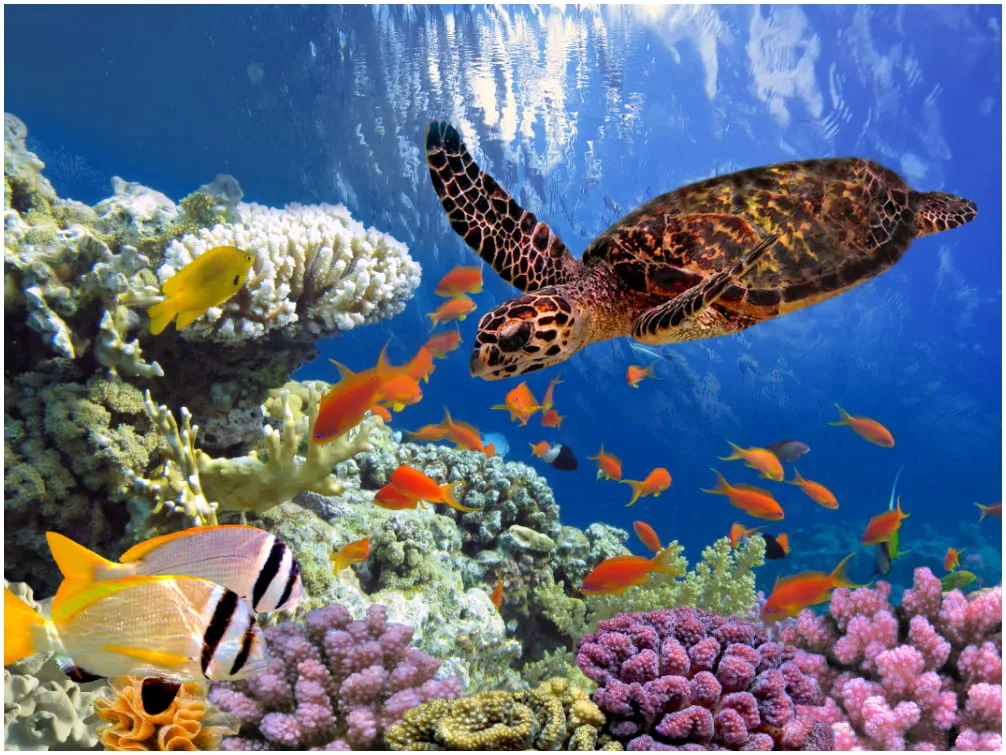 Korallenriff in Marsa Alam. &quot;Marsa Alam Korallenriff Urlaub&quot;