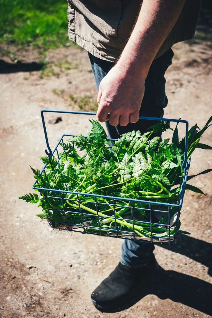 Kräutersammeln mit Jakob Sullestad vom Sønderho Kro: Wattenmeer-Natur in den Dünen | moeyskitchen.com