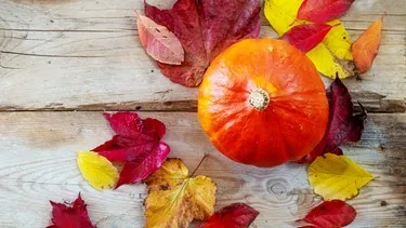 Kürbis, dekorativ und gesund