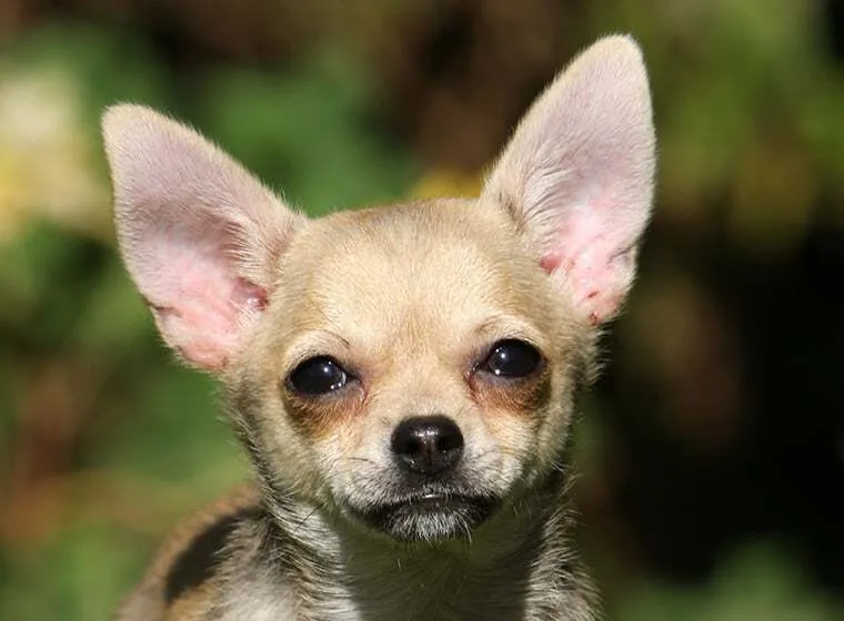 Kurzhaar Chihuahua (Chiwawa Hund) beim Erkunden der Natur