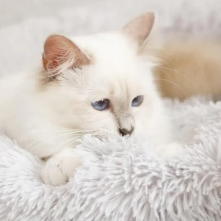 Kuscheliges Katzenbett