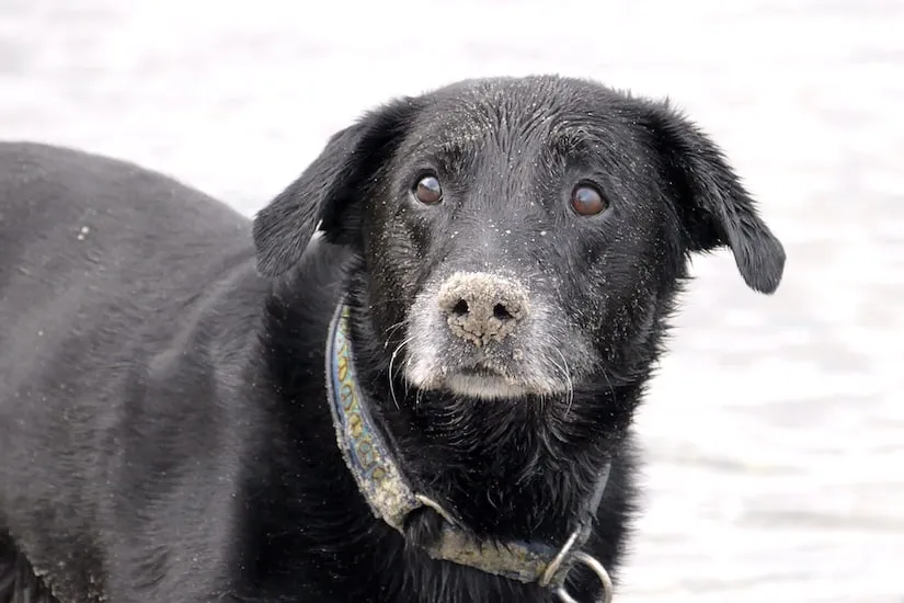 Labrador am Strand
