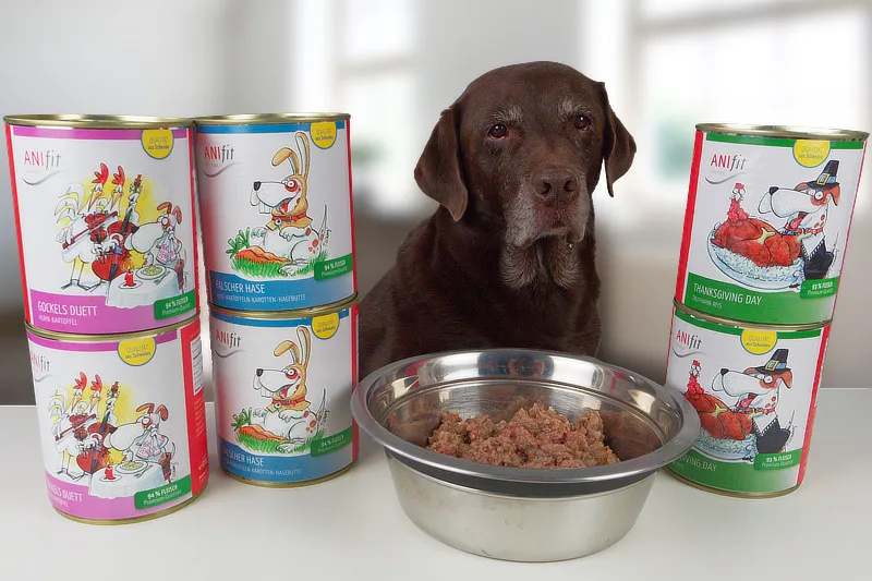 Labrador Aragon testet begeistert AniFIt Hundefutter