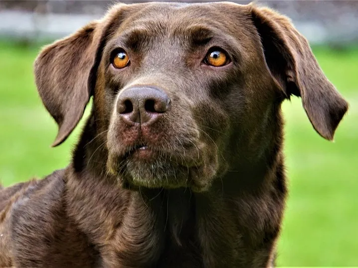Labrador der Arbeitslinie, schlank und athletisch, ideal für jagdliche Aufgaben und Hundesport.