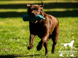 Labrador der Showlinie (Klassische Linie) beim Apportieren, zeigt seine Vielseitigkeit und seinen ausgeglichenen Charakter.