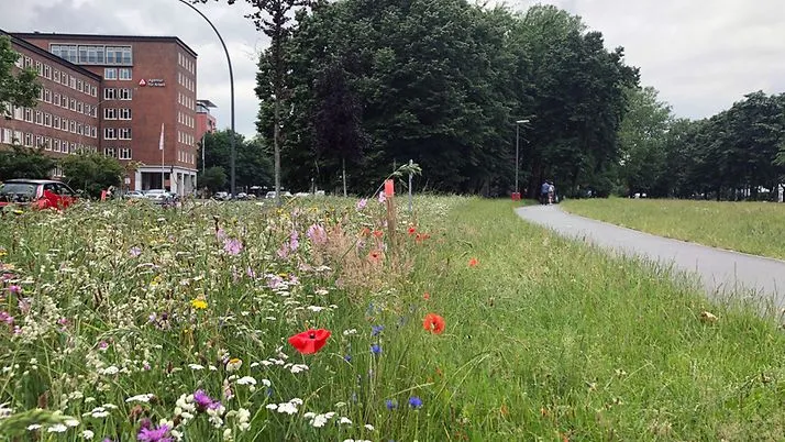 Landschaftsachse Horner Geest, Wilde Wiesen