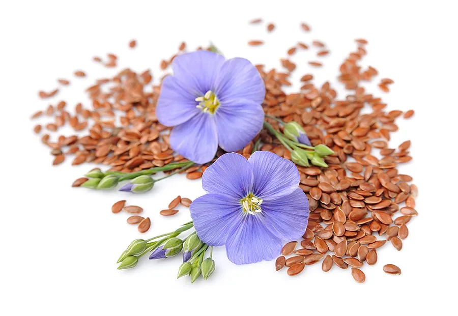 Leinsamen und -blüten