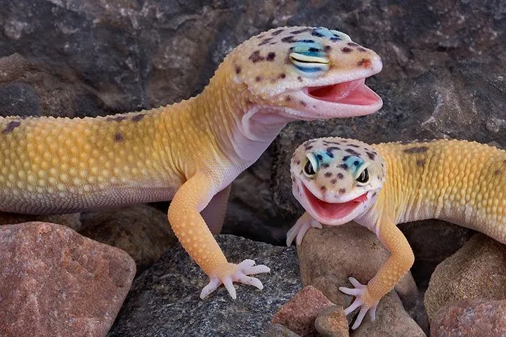 Leopardgecko mit gesprenkelter Haut und großen Augen auf einem Ast