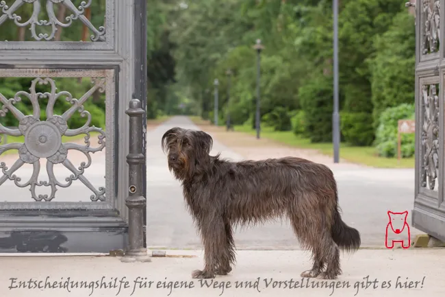 Lizz, der rote Hund, läuft über einen Friedhof im Herbst