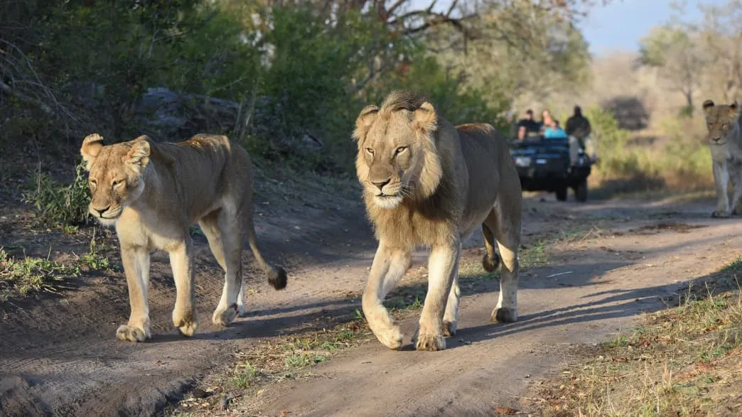 Löwen in Südafrika im Sari Sari Nationalpark