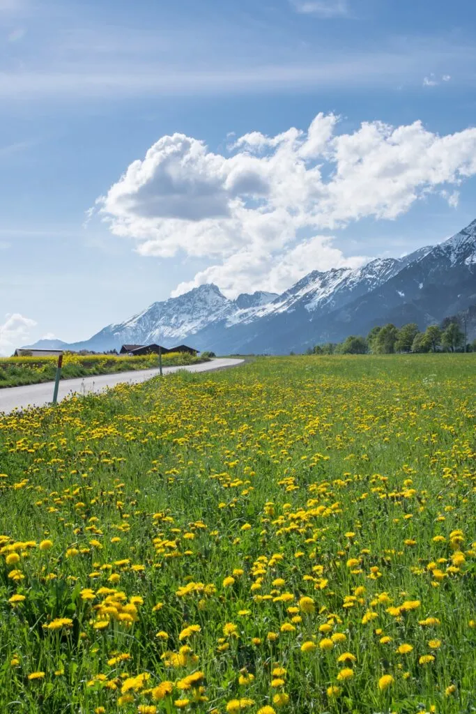 Löwenzahnfeld in voller Blüte unter strahlender Frühlingssonne