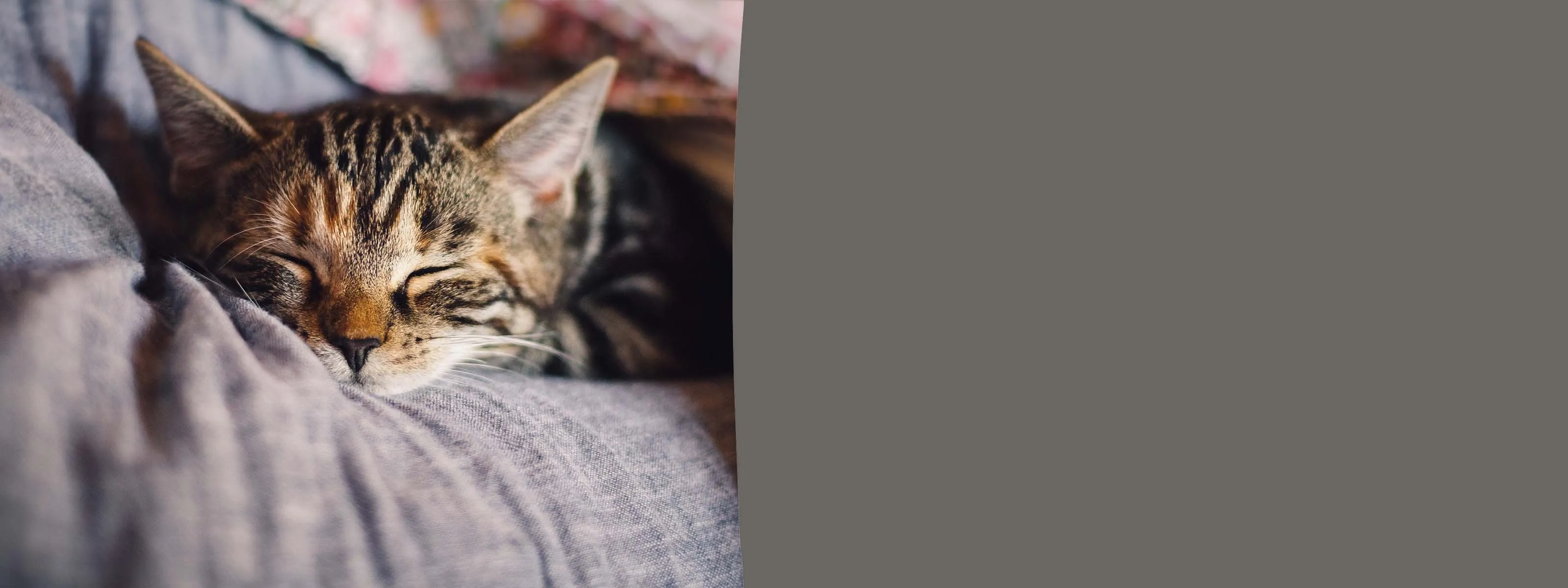 Lucky Lou Katzenfutter Auswahl