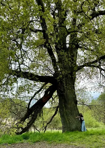 Majestätische, ca. 500 Jahre alte Eiche im Park
