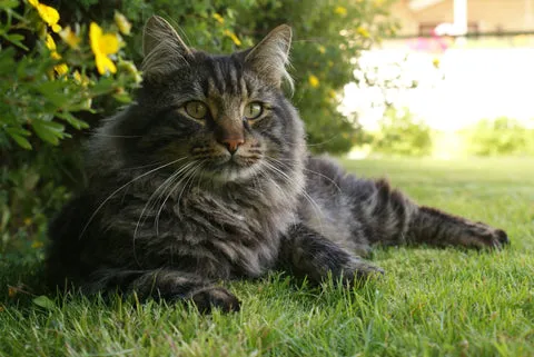 Majestätische Maine Coon Katze mit buschigem Schwanz und ausdrucksvollem Blick