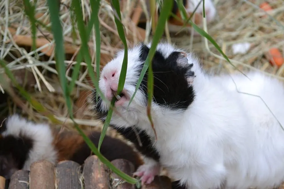 Meerschweinchen beim Fressen von frischem Grün zur Zahnreinigung