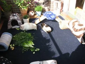 Meerschweinchen genießen die frische Luft auf dem Balkon