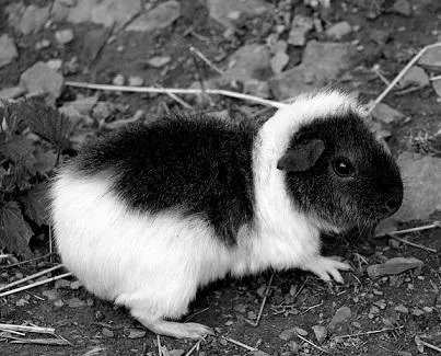 Meerschweinchen Grab im Garten