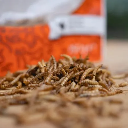 Mehlwürmer | WachtelGold®