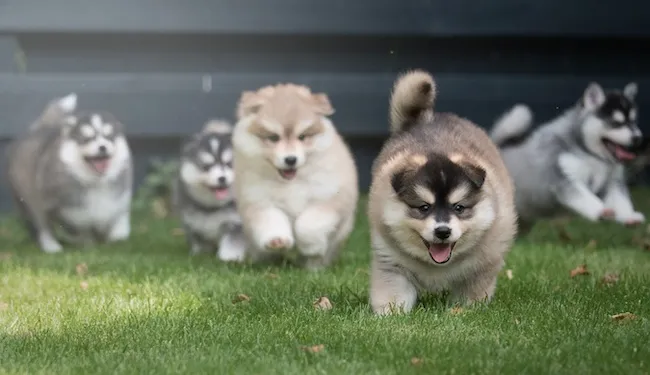 Mehrere Pomsky Welpen beim Spielen, die die Freude und Energie dieser einzigartigen Hybridrasse zeigen.