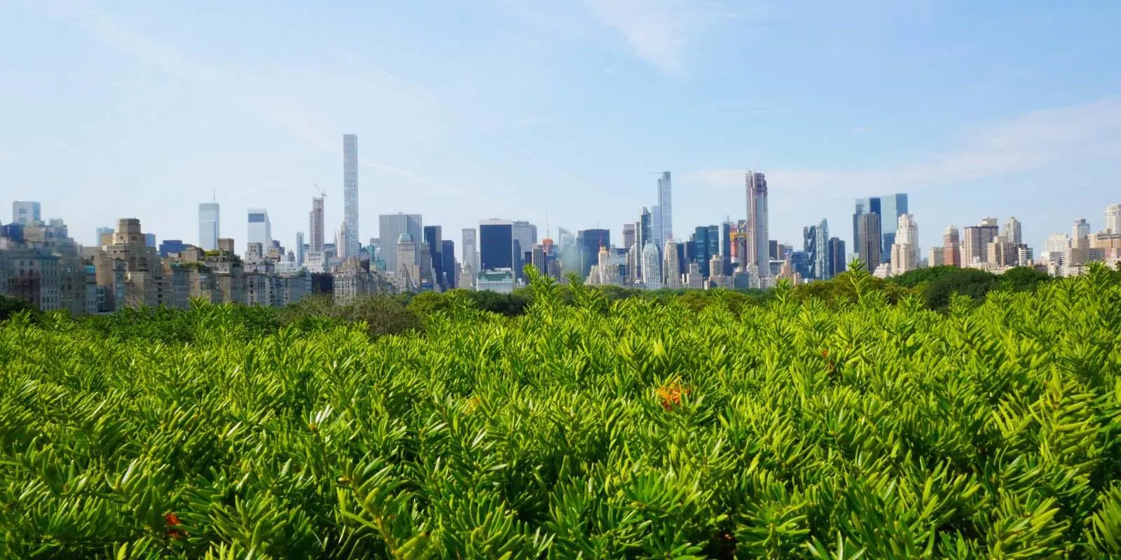 Met Rooftop Bar Central Park