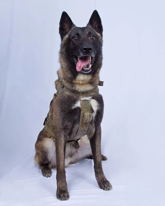 Militärhund Conan, ein belgischer Malinois, mit seiner Auszeichnung