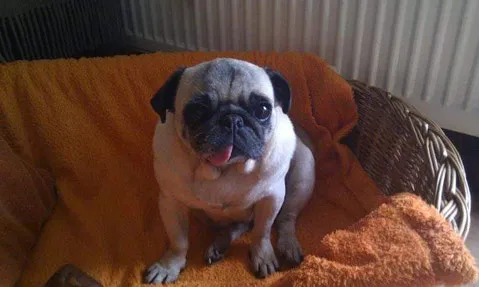 Mops mit flacher Nase