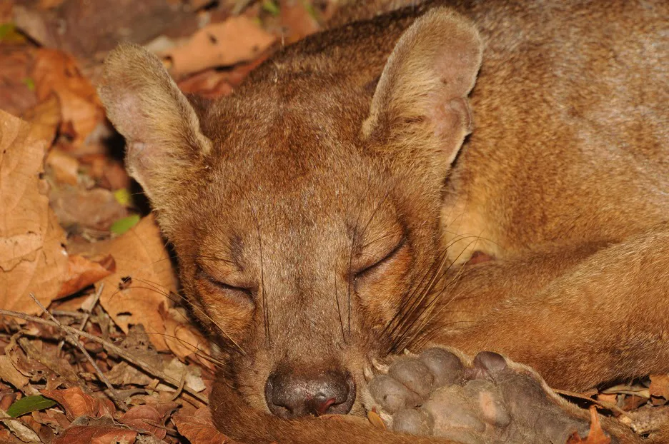 Nahaufnahme einer Fossa aus Madagaskar – wilde Augen und spezialisierte Pfoten betonen ihre Natur als Wildtier