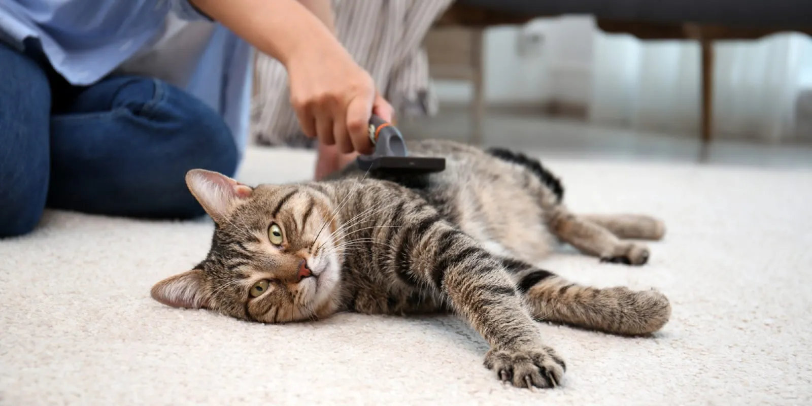 Nahaufnahme einer Katze, die von Hand gebürstet wird.