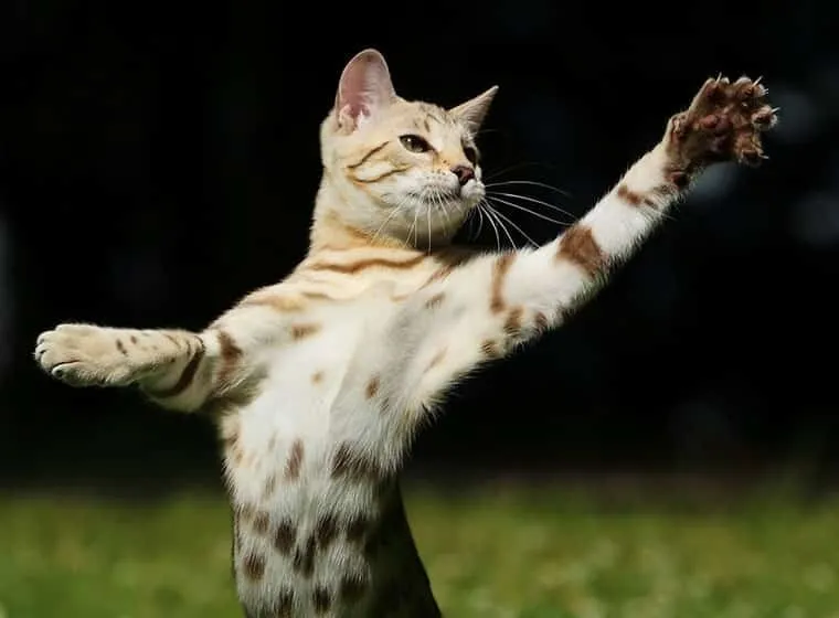 Nahaufnahme einer Katzenpfote, die die scharfen Krallen und die Anatomie der Krallen Katze zeigt