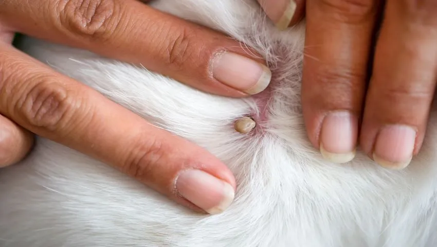Nahaufnahme einer Zecke auf Katzenfell, die sich festgebissen hat, als Beispiel für gefährliche Parasiten bei Katzen.