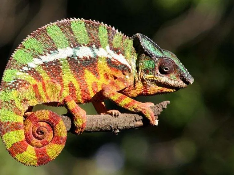 Nahaufnahme eines Chamäleons mit seiner langen Zunge auf der Jagd nach Insekten, typisch für die Ernährung von Haustier-Chamäleons