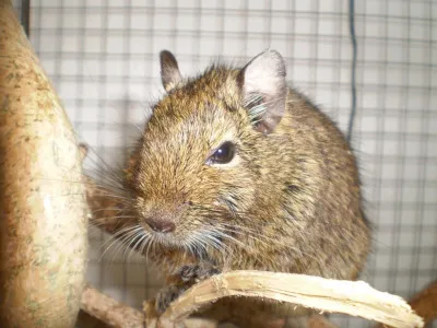 Nahaufnahme eines Degu-Nagers mit großen Augen